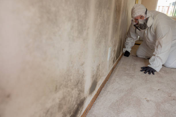 Best Black Mold Removal  in Harbor Bluffs, FL